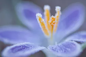 Krokus - Sorte nicht identifiziert Krokus Violett subjekt