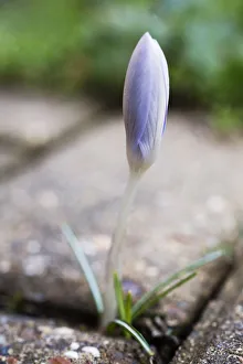 Krokus verna Krokus Mauves Thema