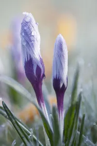 Spring Bulbs Drucke: Crocus vernus Crocus Purple subject