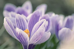 Purple Crocus Flowers Drucke: Crocus vernus Crocus Purple subject