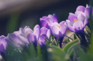 Purple Crocus Drucke: Crocus vernus Crocus Purple subject