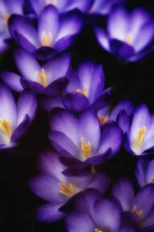 Purple Crocus Drucke: Crocus vernus Crocus Purple subject