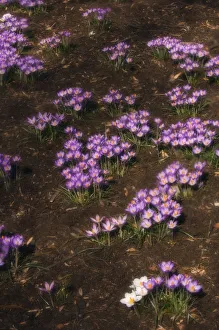Crocus In Bloom Drucke: Crocus vernus Crocus Purple subject
