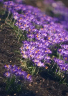 Krokus vernaler Krokus, Purpurlinien Thema