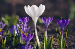 White Crocus Drucke: Crocus vernus Crocus White subject