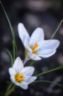 White Crocus Drucke: Crocus vernus Crocus White subject