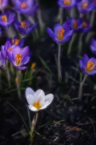 Springtime Flowers Drucke: Crocus vernus Crocus White subject
