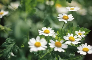 Feverfew Flower Drucke: CS_1424