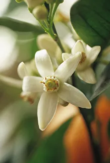 Orange Blossom Photos Drucke: CS_1714