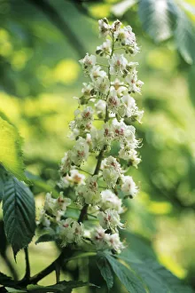 CS_2555