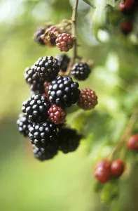 CS_2585