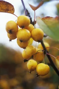 Autumnal Fruit Photography Drucke: CS_2636