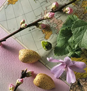 Pink Almond Blossom Drucke: CS_3056