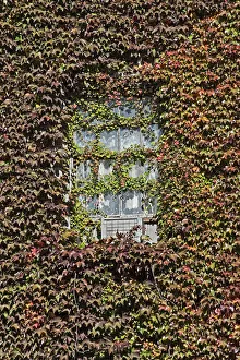 Parthenocissus Tricuspidata Drucke: CS C09-3938