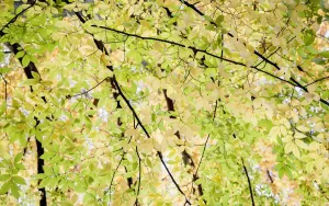 Bilder Datiert 2013 Oktober: CS-C09-4265
