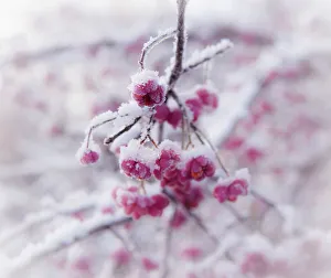 European Spindle Tree Drucke: CS C09-4511