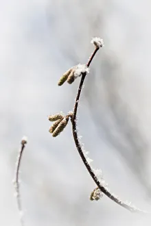 Hazel Catkins Drucke: CS C09-4775