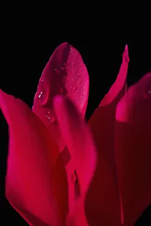 Cyclamen Flower Drucke: cyclamen