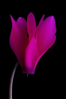 cyclamen