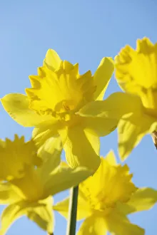 Yellow Daffodils Drucke: Daffoldil