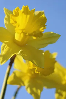 Bilder Datiert 15. September 2014: Daffoldil