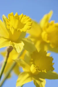 Bilder Datiert 15. September 2014: Daffoldil