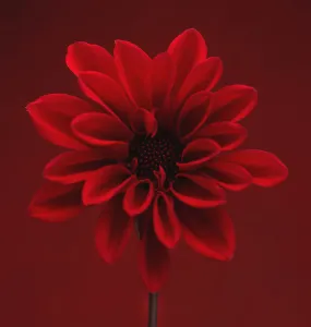 Dahlia