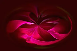 Bilder Datiert 2014 Januar: Dahlia, abstrakter tief rotmuster