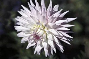 Dahlia Eileen Denny