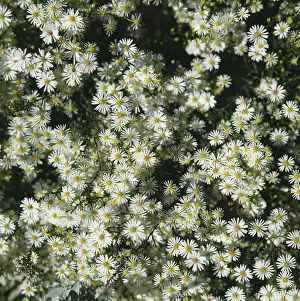 White Daisies Drucke: Daisy, Bellis