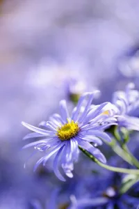 Cottage Garden Plants Drucke: Daisy, Michaelmas daisy, Aster, Aster x frikartii Monch