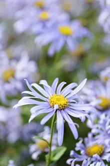Michaelis-Blume (Aster), Aster × Frikartia-Monch