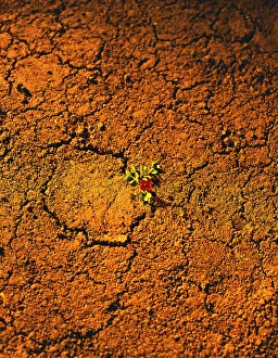 Wüstenblume roter Gegenstand