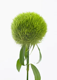 Dianthus barbatus Temarisou ist eine Sorte der Rosenart Carnations und gehört zur Green Trick-Serie