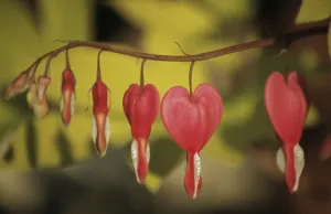 Dicentra spectabilis Blutrohr