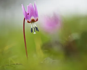 Hundezahnblume Violett, Erythronium, Erythronium dens-Canis Alt-Aberdeen