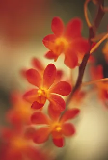 Orchide Doritaenopsis Rot