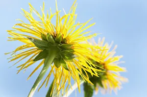 Dünnfäden-Elekampanie, Inula helenium, Näherung vom Unterseite einer Blume mit der