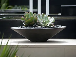 echeveria