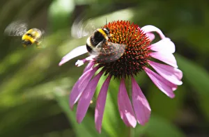 Echinacea