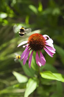 Echinacea