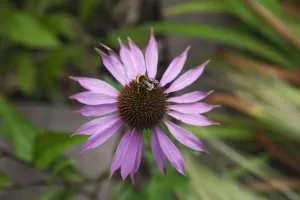 Echinacea