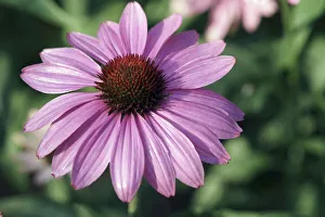 Echinacea