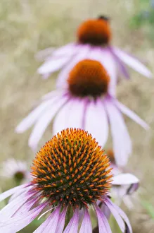 Natural Remedy Pictures Drucke: echinacea purpurea
