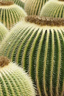 Echinocactus Grusonii Drucke: echinocactus grusonii