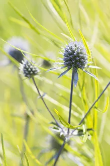 echinops