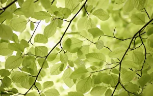 Fagus sylvatica, Eiche