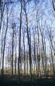 Fagus sylvatica Tanne braunes Thema
