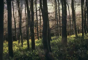 Fagus sylvatica Tanne braun subjekt