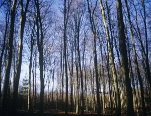 Autumnal Scenery Drucke: Fagus sylvatica Beech Brown subject